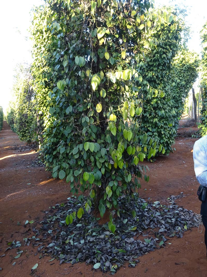 bat dau chet nhanh gia lai 1