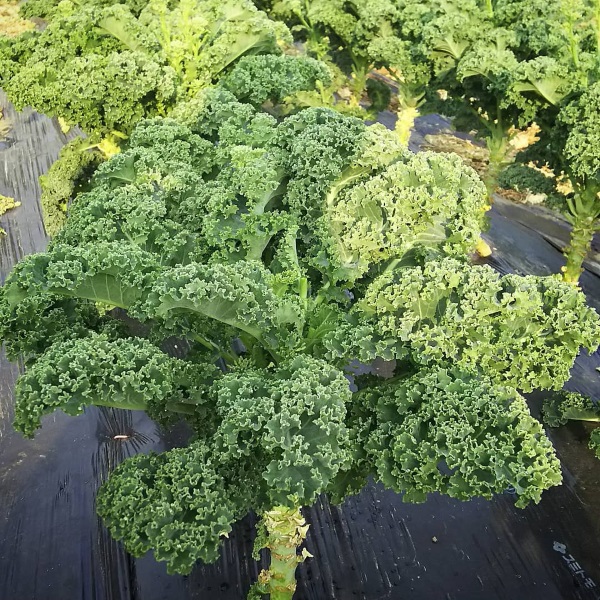 cai kale