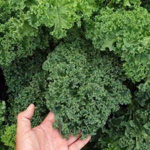 cai xoan kale