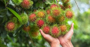 ky thuat trong chom chom