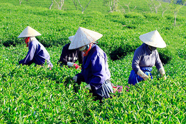 Trồng chè VietGAP ở Lai Châu 2 trong che Vietgap