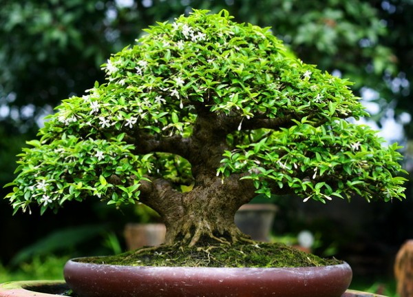 Kỹ thuật chăm sóc cây Bonsai Mai Chiếu Thủy 3 bonsai