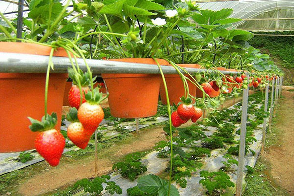 Cách trồng dâu tây tại miền Bắc và kỹ thuật trồng 2 cach trong dau tay