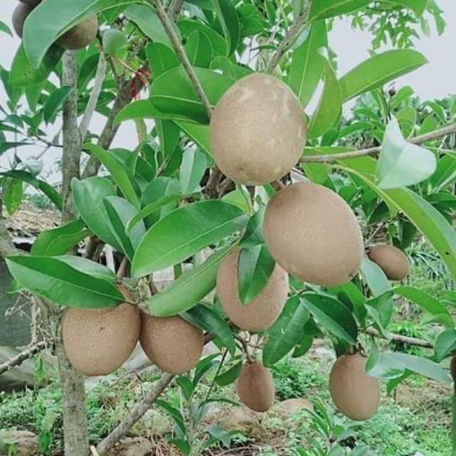 cay va qua hong