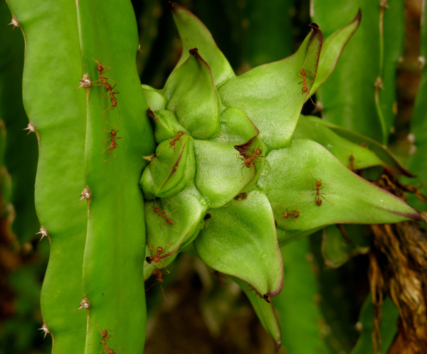 kien duc cay thang long