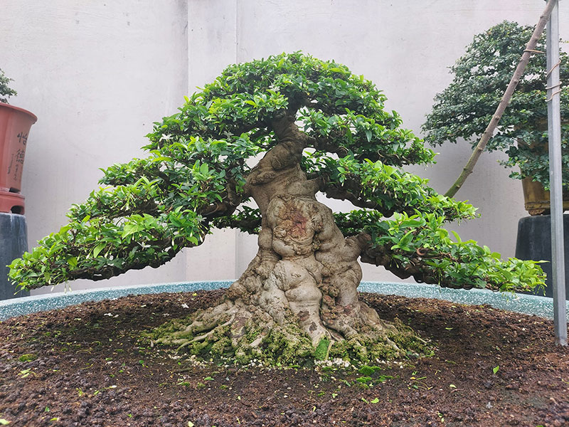 Kỹ thuật chăm sóc cây Bonsai Mai Chiếu Thủy 1 mai chieu thuy bonsai