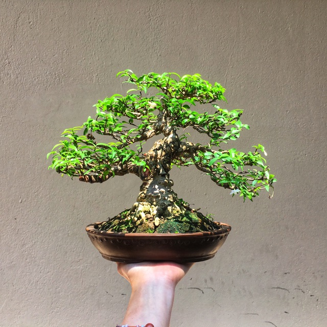 Kỹ thuật chăm sóc cây Bonsai Mai Chiếu Thủy 2 mai chieu thuy