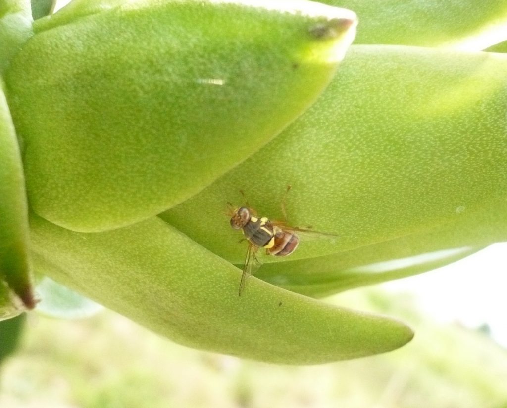 ruoi duc cay thang long