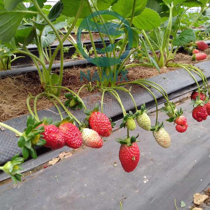 Cách trồng dâu tây tại miền Bắc và kỹ thuật trồng 1 trong dau tay