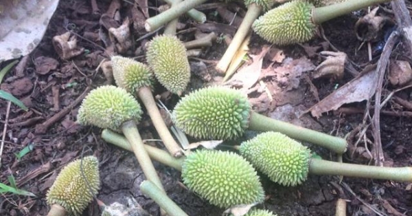 rung qua non tren sau rieng