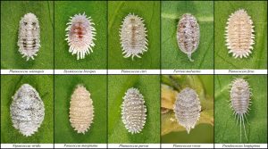 Diệt rệp sáp bằng nước rửa chén