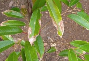 benh than thu tren cay sau rieng