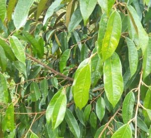 dom mat cua tren la sau rieng