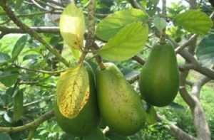 Bệnh vàng lá thối rễ trên cây bơ và cách khắc phục 2 vang la bo