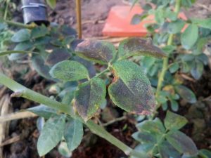 Bệnh sương mai trên cà chua và cách phòng bệnh 1 Benh suong mai