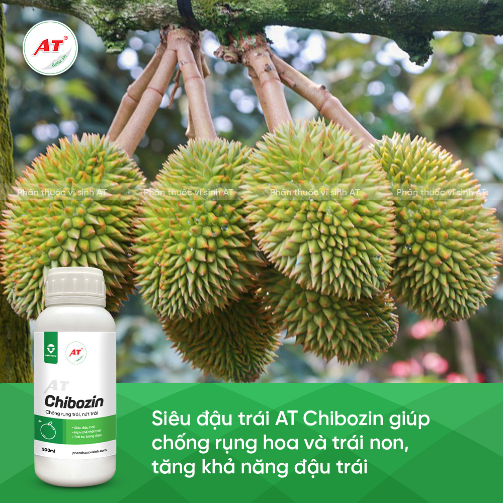 AT Chibozin giúp tăng dậu trái