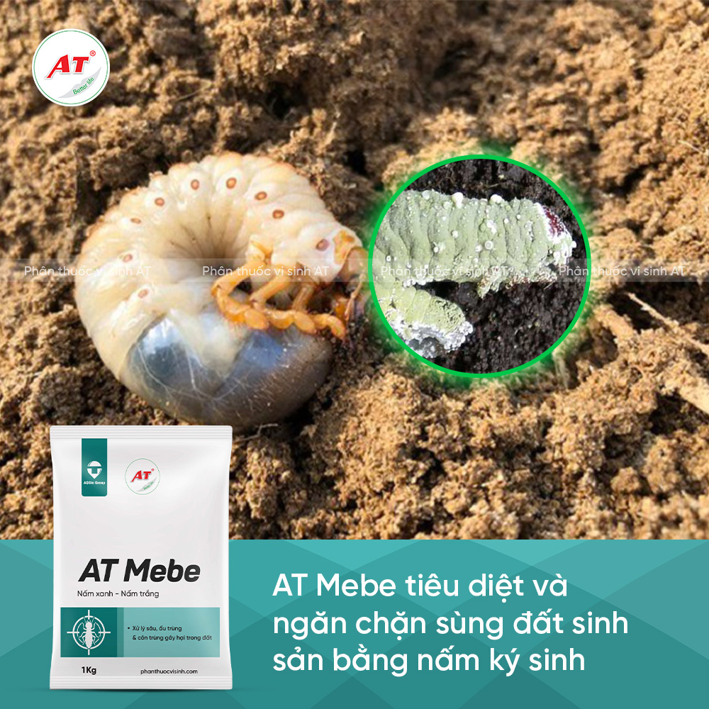 AT Mebe tiêu diệt sùng dất