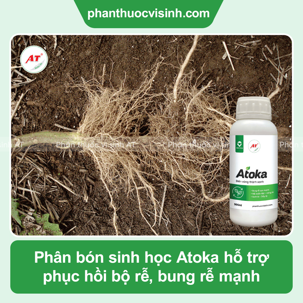 Atoka bung rễ mạnh