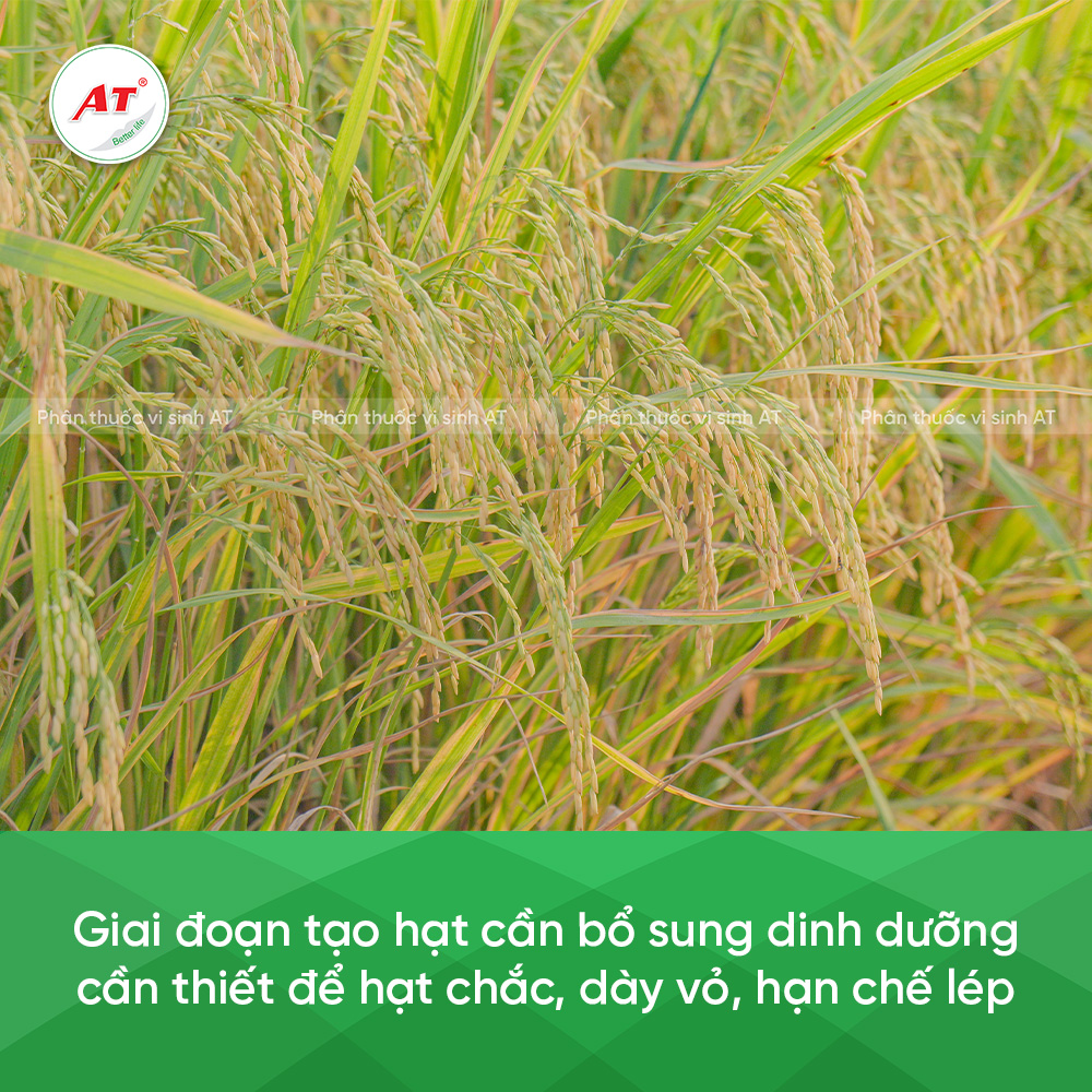 Bổ sung dinh dưỡng giai doạn tạo hạt