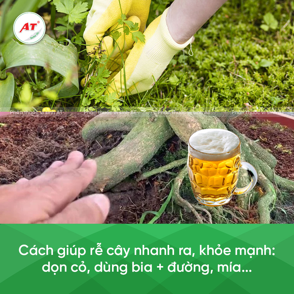 Cách kích rễ nhanh và mạnh