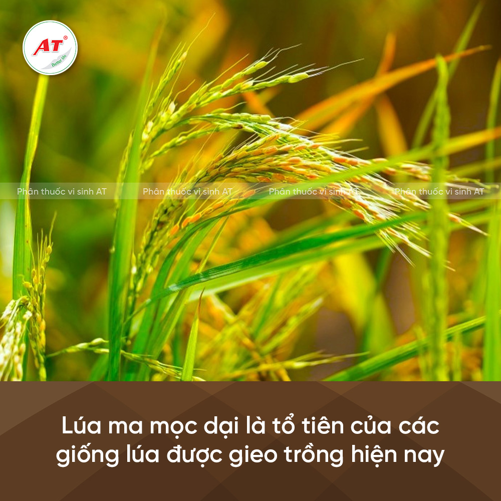 Lúa ma mọc dại