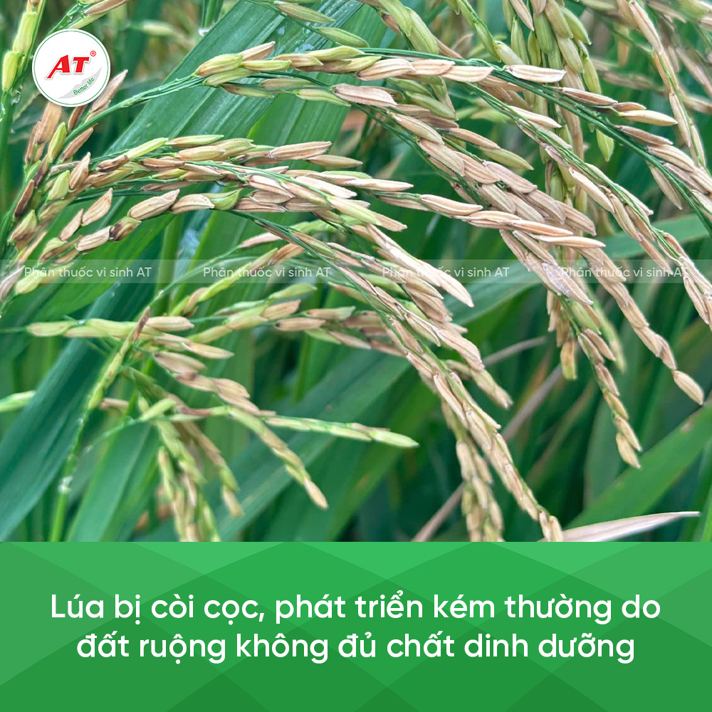Nguyên nhân lúa còi cọc