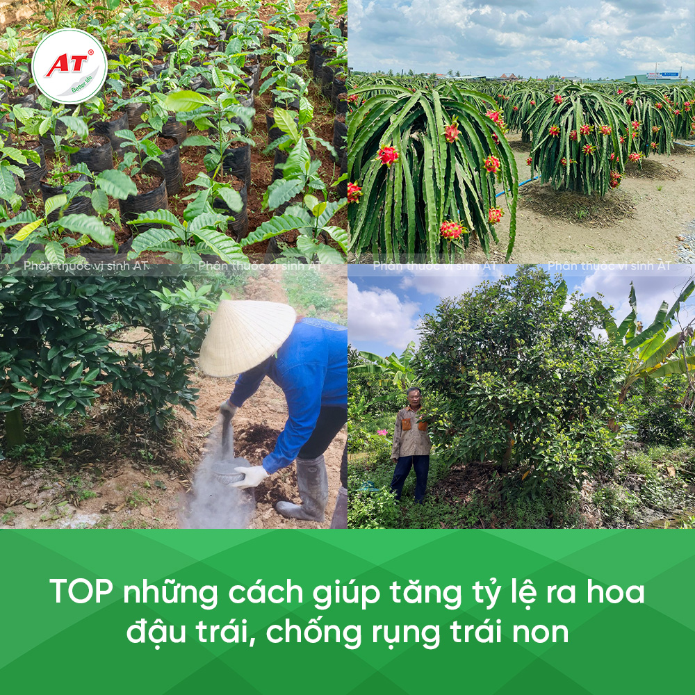 Nhiệt dộ và dộ ẩm ảnh hưởng dến quá trình dậu trái
