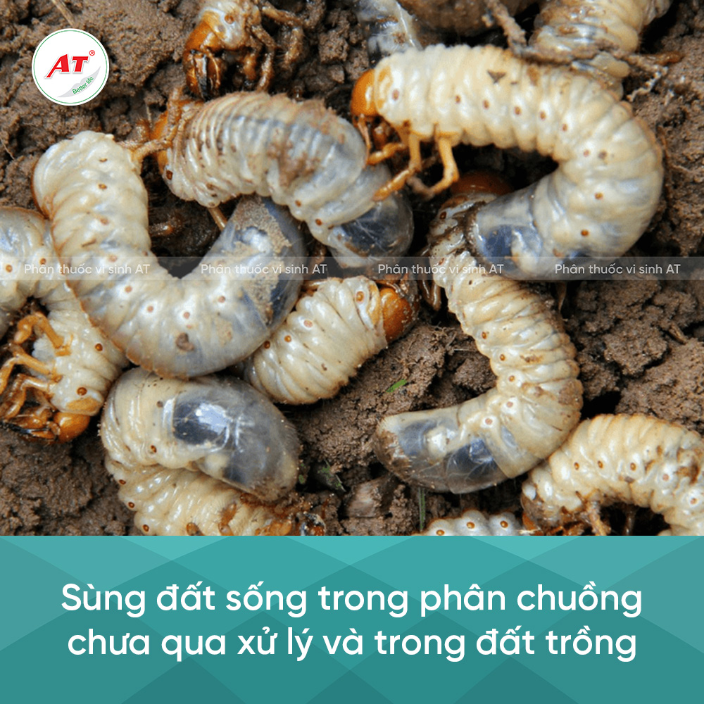 Sùng dất sống ở dâu