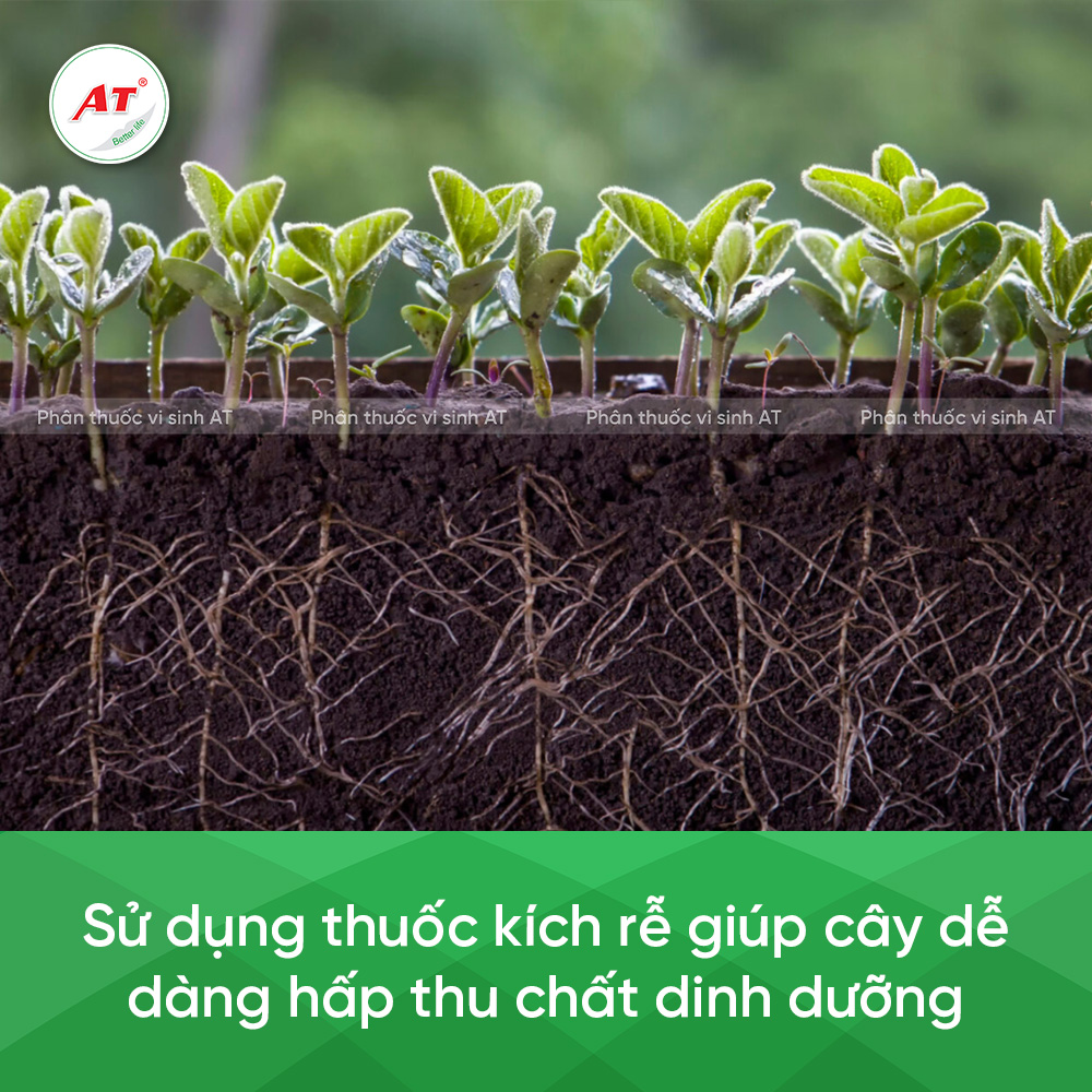 Tác dụng của thuốc kích rễ