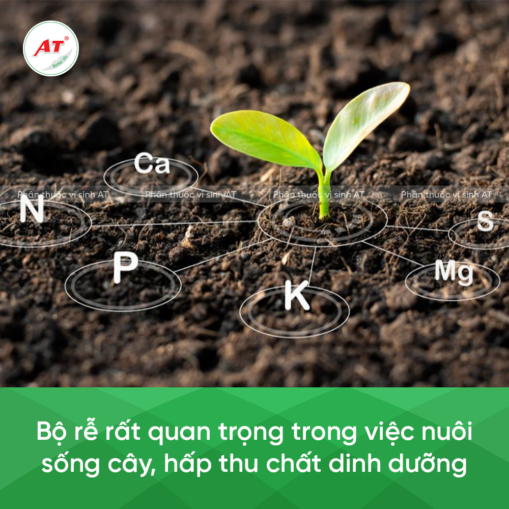 Vai trò của bộ rễ 1