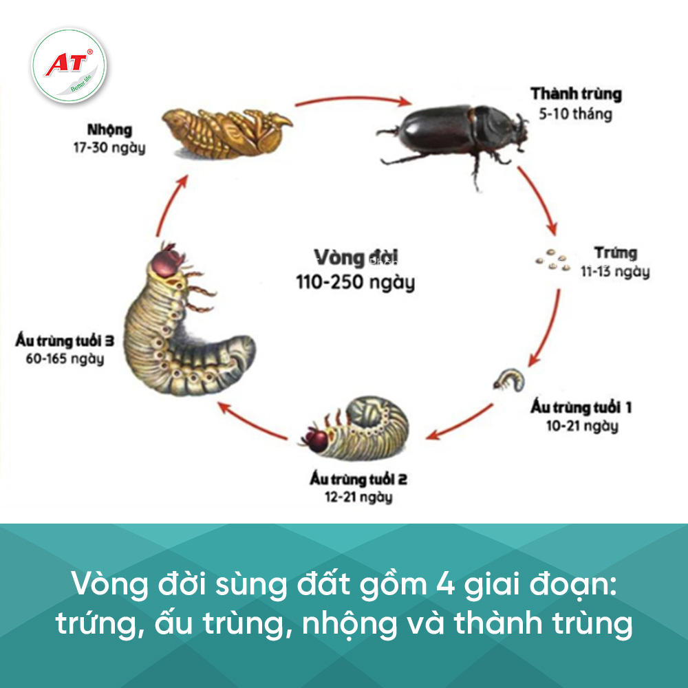 Vòng dời sùng dất