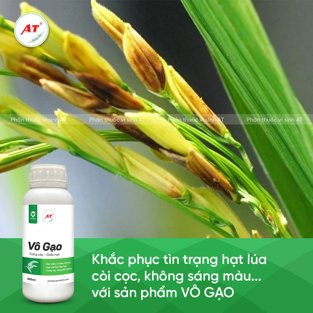 Vô gạo khắc phục lúa còi cọc 1