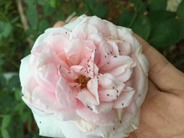 Cách phòng và trị bệnh bọ trĩ hoa hồng hiệu quả 5 benh-bo-tri-hoa-hong