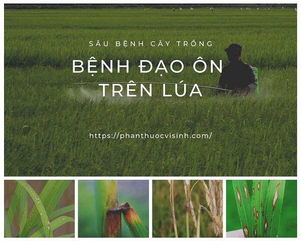benh-dao-on-tren-lua