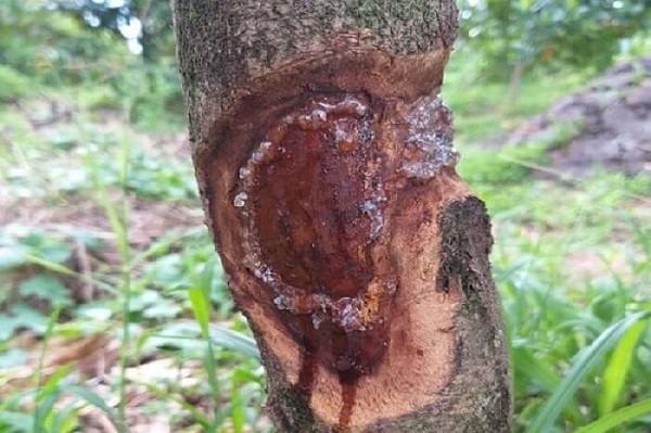 benh-nut-than-xi-mu-sau-rieng