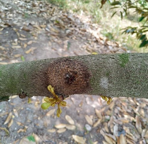 benh-nut-than-xi-mu-tren-cay-trong