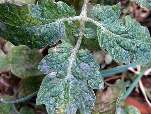 Bệnh phấn trắng là gì? Biện pháp phòng trị bệnh phấn trắng hiệu quả 13 benh-phan-trang-ca-chua