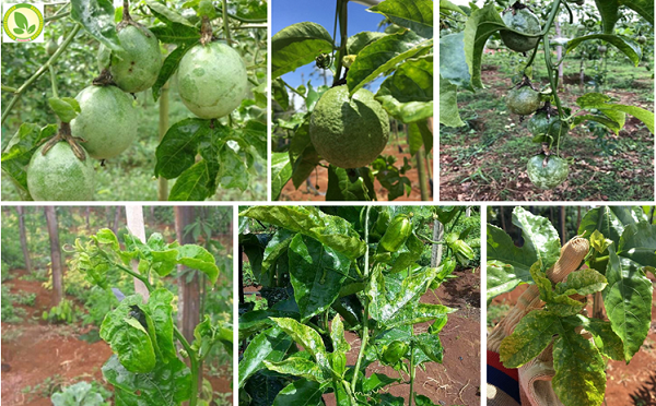 Bệnh phấn trắng là gì? Biện pháp phòng trị bệnh phấn trắng hiệu quả 8 benh-phan-trang-chanh-day