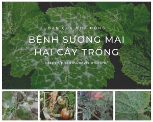 benh-suong-mai