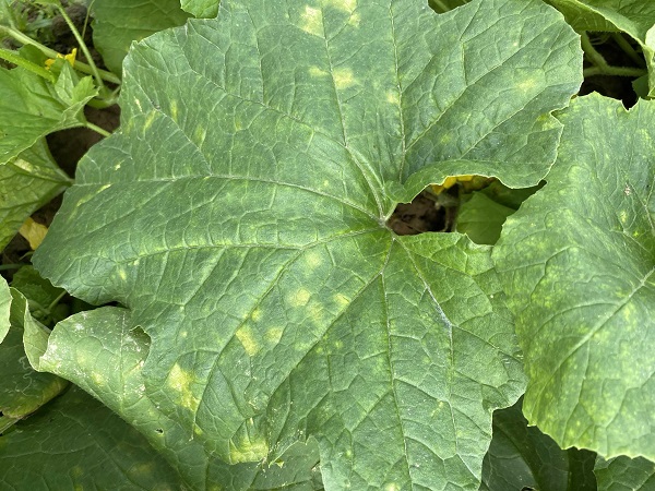 benh-suong-mai-tren-cay-ho-bau-bi