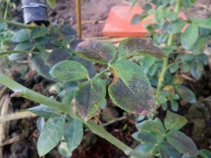 benh-suong-mai-tren-hoa-hong