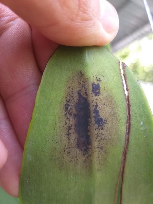 benh-suong-mai-tren-hoa-lan