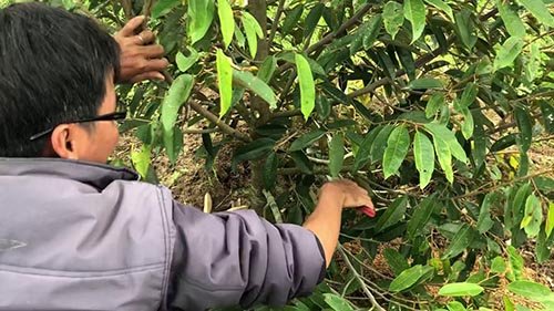 benh-than-thu-sau-rieng