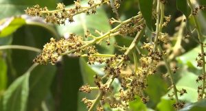 benh-than-thu-tren-bong-xoai