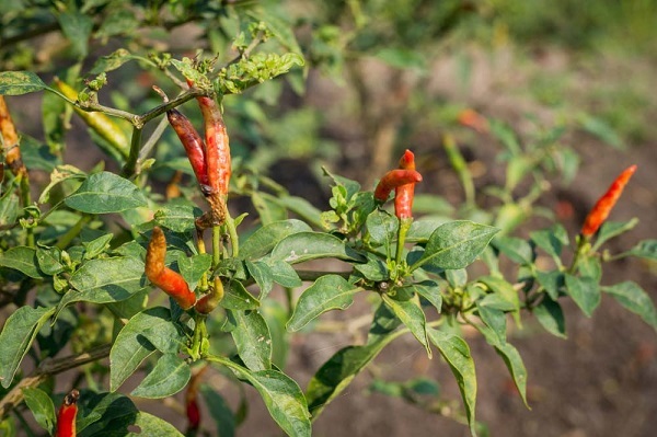 benh-than-thu-tren-cay-ot