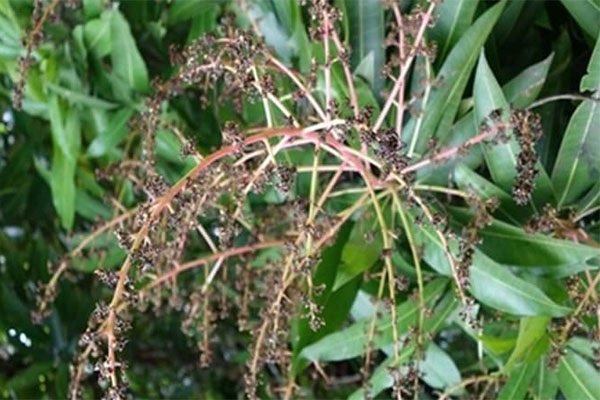 benh-than-thu-tren-cay-xoai