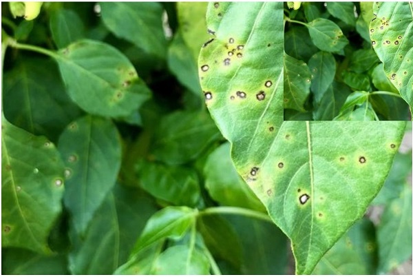 benh-than-thu-tren-la-ot