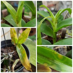 benh-than-thu-tren-lan