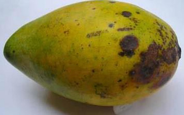 benh-than-thu-tren-qua-xoai