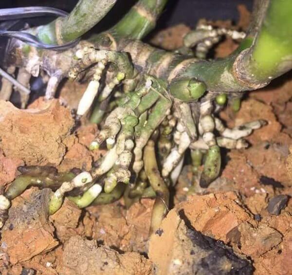 benh-tuyen-trung-tren-phong-lan